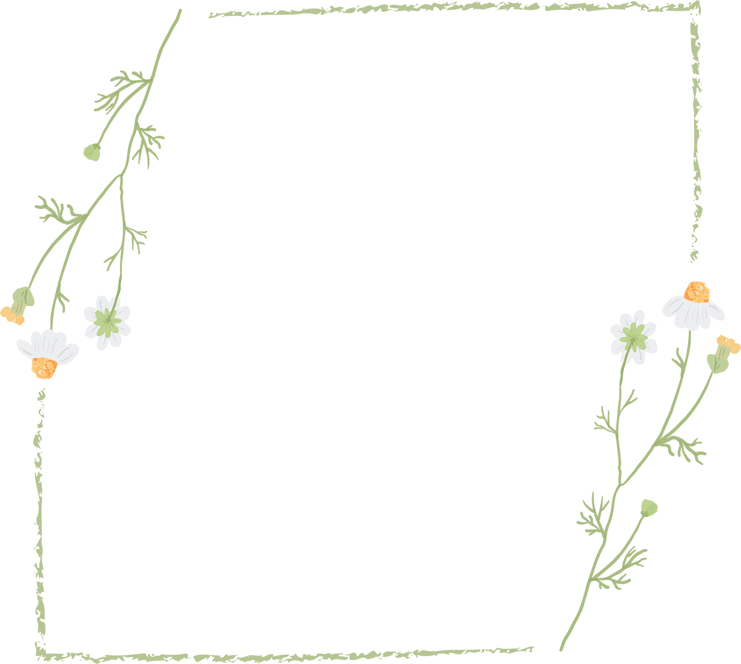 Chamomile Flower Frame